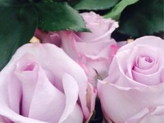 iphone_upload_pic-荷兰花海