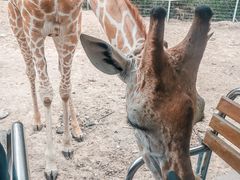 -清迈夜间动物园