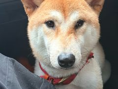 -博特宠物医院24h犬猫全科.骨科·异宠