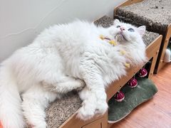 -有猫主题·治愈系猫咖(曾厝垵店)