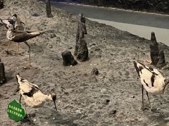 -浙江自然博物院(杭州馆)