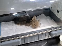 -宠颐生中康贝怡动物医院