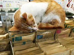 喵-猫的天空之城概念书店(西塘古镇店)