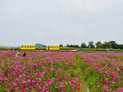 -径山花海