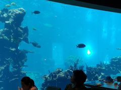-海棠湾洲际-涛·海底餐厅·美人鱼·自助餐·海底隧道