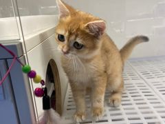 -lincat·猫舍(广州店)