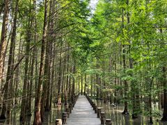 -桤木河湿地公园