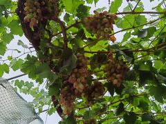 -金谷域澳洲庄园