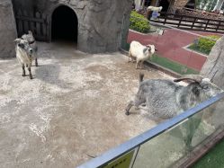 -造物庄园 萌宠纪(苏州湾歌林公园店)