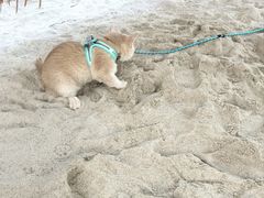 -西涌国际滨海旅游区