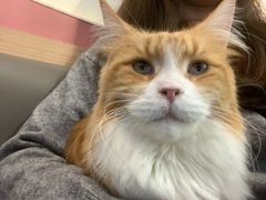 -喵园·猫主题咖啡厅·撸猫·猫咖(国贸店)