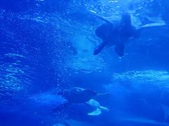 -太平洋海底世界