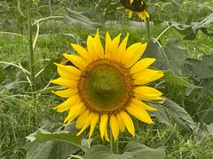 -光明小镇欢乐田园