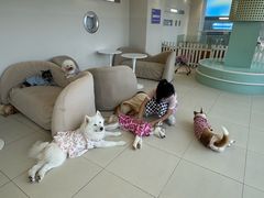 -怪兽屋·羊驼·猫咖·狗咖(俊华广场店)