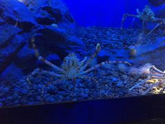 -迪拜水族馆及水下动物园