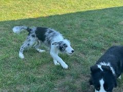 -趣玩宠物乐园寄养训犬训狗游泳池