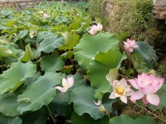 -丝绸小镇荻港古村