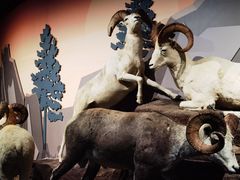 -陕西自然博物馆