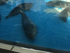 -北戴河圣蓝海洋公园