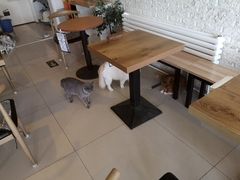 大堂-平行世界·猫咖(首经贸店)
