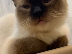 -共舞时光猫咖·狗咖(新街口店)