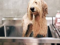 -宠物梦想家(日月豪庭店)