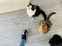 -喵屿·大理花园猫咖