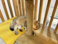 -柴迷FANS CLUB·柴犬狗咖·猫咖