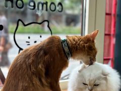 -猫小院猫主题餐厅(南锣旗舰店)