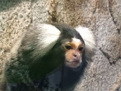 iphone_upload_pic-上海大自然野生昆虫馆