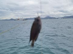 -小猫钓鱼海钓俱乐部(椰梦长廊店)