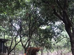 -满記土窑烧鷄波浪山莊