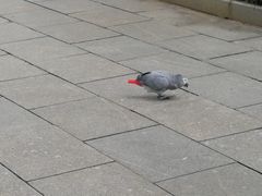 -金花茶公园