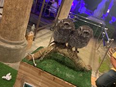 -清迈夜间动物园