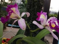 -北京植物园-展览温室