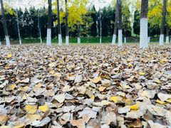 -渭河城市绿地运动公园