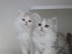 -小猫来了·猫舍(红山六九七九店)