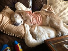 -北京赛佳动物医院