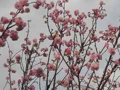 -天适樱花悠乐园