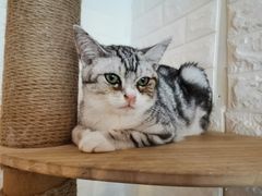 -平行世界·猫咖(首经贸店)