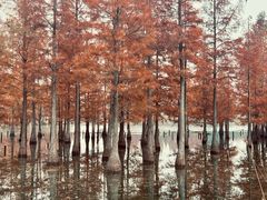 -白鹭湾湿地公园