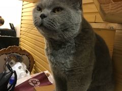 -more than meow吴止猫主题餐厅(承德 中船汇店)