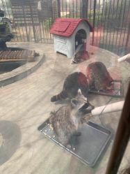 -萌宠亲子动物乐园(槐房万达店)