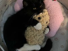 -贝康宠物医院·犬猫全科·小动物特色诊疗中心(东环路店)