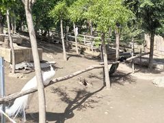 -哈尔滨北方森林动物园