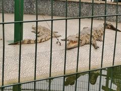 -中国扬子鳄村