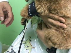 -圣宠动物医院·犬猫专科·影像中心·外科中心