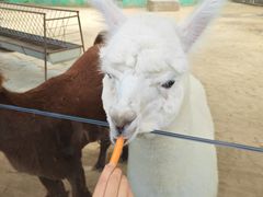 -鄂尔多斯野生动物园