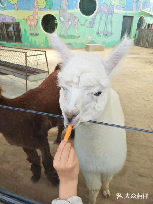 鄂尔多斯野生动物园图片