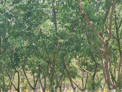 -大兴滨河森林公园